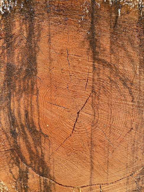 A close-up view of a wooden surface showing the natural grain and growth rings of the timber, with visible cracks and splits running from the center outward. The wood has a warm, reddish-brown colour with darker streaks and textured patterns. The surface appears to be part of a piece of furniture or timber panel, possibly inside a home or storage area used during packing and moving activities. In the context of house removals, this detailed image can represent furniture material handling or packing considerations that Man with Van Harold Wood might encounter during home relocation and furniture transport services.