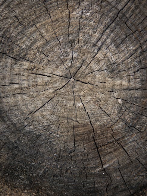 A close-up view of a cross-section of weathered, aged wood, showing radial and concentric cracks that extend from the central knot outward, with a rough and textured surface. The wood's natural growth rings and grain patterns are visible, highlighting the material's durability and natural characteristics. In the background, small scattered debris can be seen on the surface. This detailed image of aged timber is relevant to house removals and furniture transport, illustrating the type of wooden furniture or materials that might be handled during a home relocation with services from Man with Van Harold Wood, including packing, loading, and transport processes for stress-free moves near Harold Wood station.