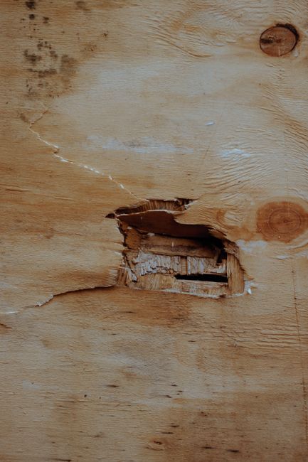 Close-up image of a damaged wooden surface, showing a large, irregular hole with splintered edges revealing the inner layers of the wood. Surrounding the hole, the wood has visible grain patterns, knots, and minor surface cracks. The lighting highlights the texture variations and the roughness of the damaged area. This damage may be encountered during disassembly or handling of furniture or wooden fixtures in a house removal process, such as found during a home relocation with Man with Van Harold Wood, where careful packing and transport are essential to prevent further damage. The background consists of the natural wood finish, with no additional objects visible in the frame, emphasizing the focus on the deterioration of the wooden panel.
